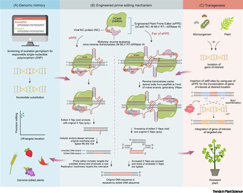 Improving Editing Efficiency Of Prime Editor In Plants Trends In Plant