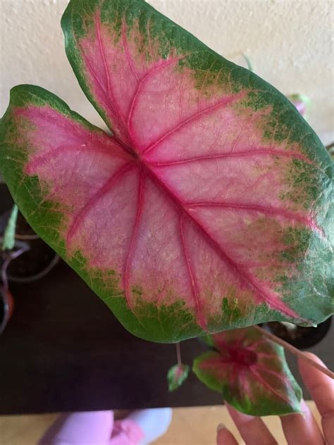 Caladium En Vivo Florida Cardinal Etsy