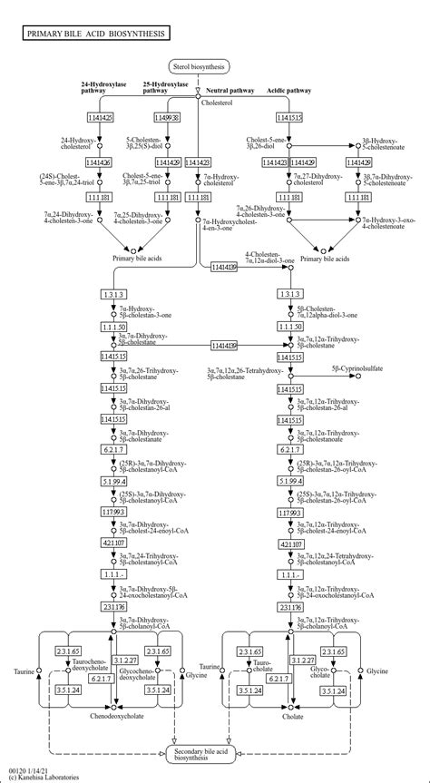 Kegg Pathway Primary Bile Acid Biosynthesis Reference Pathway | Sexiz Pix