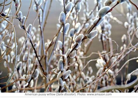 Pussy Willows The First Flowers Of Spring Laidback Gardener