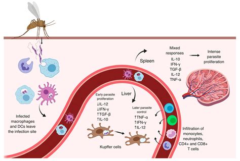 Microorganisms Free Full Text Protective Or Detrimental