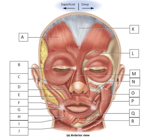 Muscular System Flashcards Quizlet