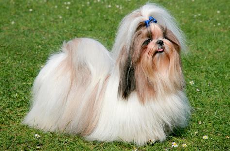 🐶 Shih Tzu - Dog Breed Information, Photo, Care, History - Fello.pet