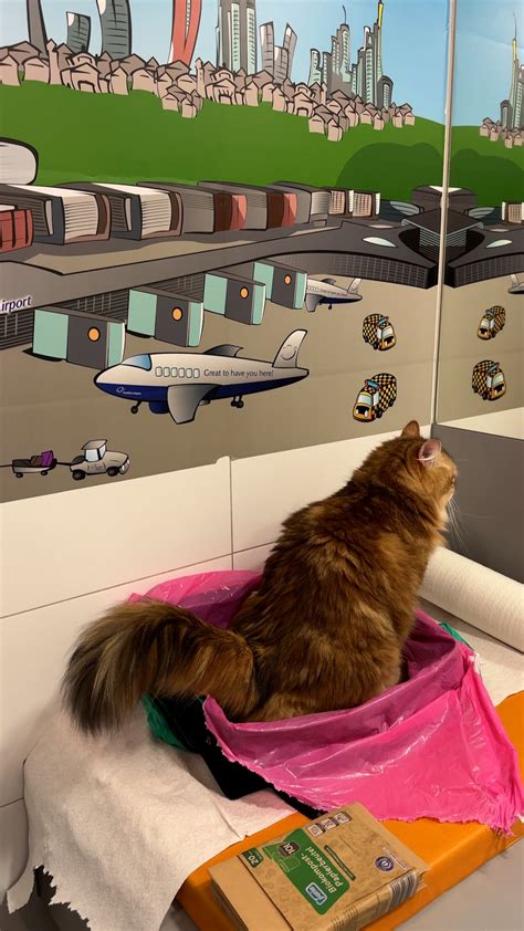 Pet-Friendly Travel: Cats at the Airport — siberian_reinhardt