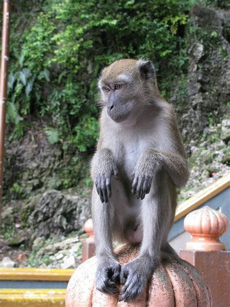 Batu Caves Monkeys, Kuala Lumpur | Kuala lumpur, Primates, Batu caves