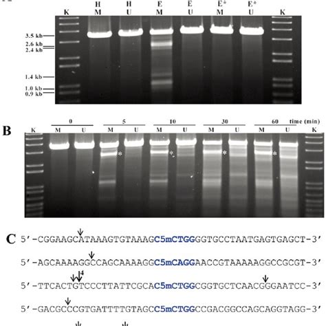 In Vitro DNase I Protection And Cleavage Of A Double Stranded 164 Bp