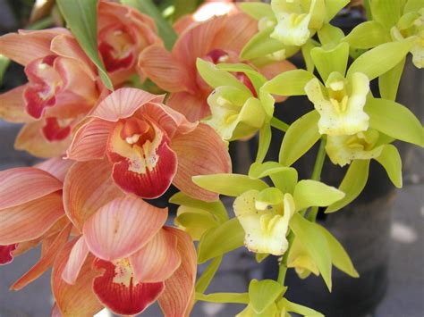 SUMMER CYMBIDIUM CARE in SAN DIEGO - Chuck the Plant Guy