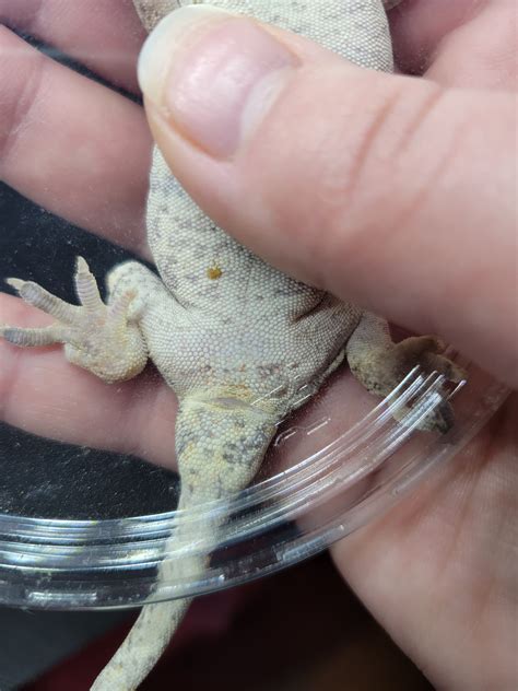 Sexing And Surprises Gargoyle Geckos Morphmarket Reptile Community