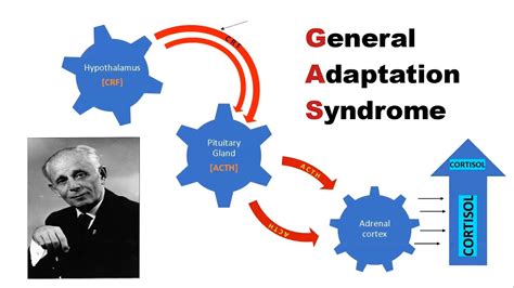 GAS General Adaptation Syndrome Model Of Stress YouTube