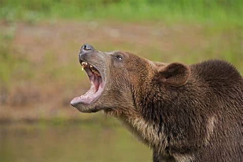 Bear Roar Stock Photos, Pictures & Royalty-Free Images - iStock