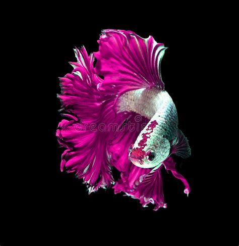 Pink Dragon Siamese Fighting Fish Betta Fish Isolated On Black Stock