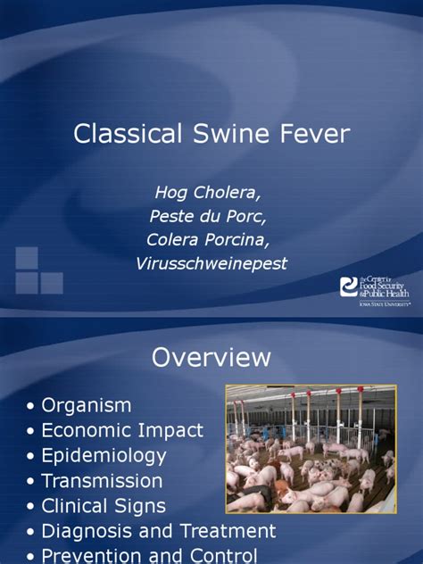 Classical Swine Fever | Transmission (Medicine) | Infection