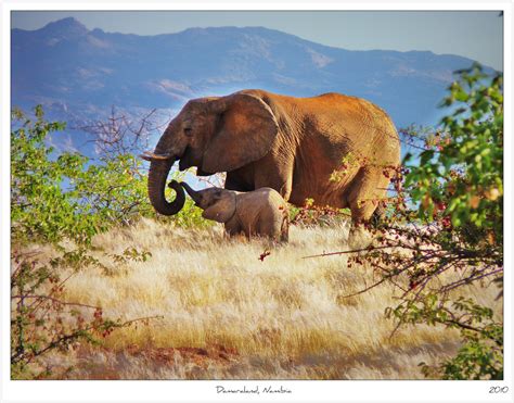 Photo of the Moment: An Elephant Mother and Calf, Namibia — Vagabondish