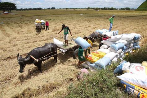 Rice Crisis 2024 Alice Brandice