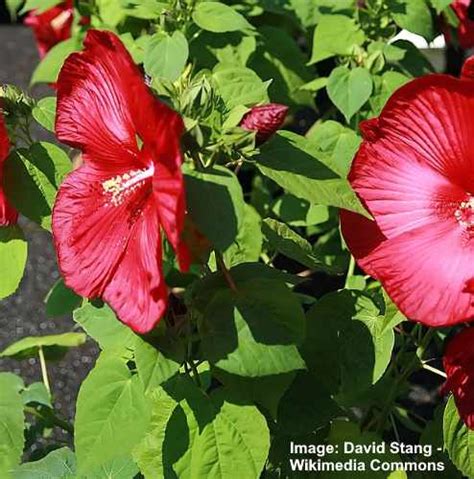 Types Of Hibiscus With Their Flowers And Leaves Pictures Identification