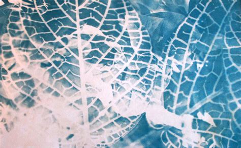 Cyanotype Printing On Behance