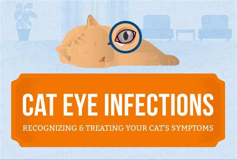 Cat Eye Infection: Recognize the Signs | Canna-Pet