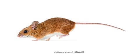 7,194 Mouse Running Images, Stock Photos, and Vectors | Shutterstock