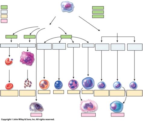 APP 2 Lecture 1 RBC WBC Inflammation Flashcards Quizlet