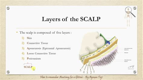 Scalp Layers Anatomy