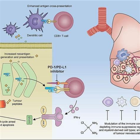 Pdf Immune Checkpoint Inhibitors Plus Chemotherapy Versus Chemotherapy Or Immunotherapy For