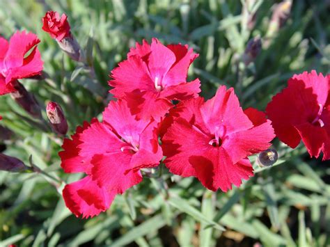 Pfingstnelke Badenia Dianthus Gratianopolitanus Badenia Hauenstein Ag