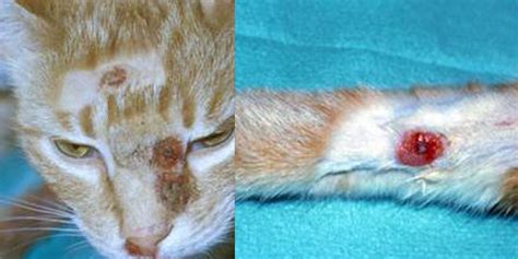 Cat Skin Infection To Human Pamelia Bigelow