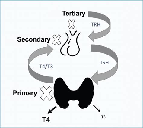 Schematic Representation Of The Hypothalamic Pituitary Thyroid Axis