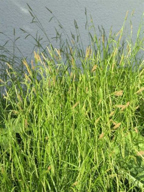 Wald Segge Carex Sylvatica Kaufen