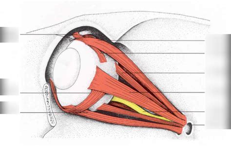 eye - muscles Diagram | Quizlet