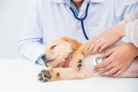 【獣医監修】犬の誤飲の症状や対処法を解説！飲み込みやすいものや予防法も｜楽天保険の比較