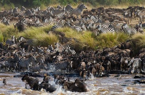 Premium Photo | Wildebeests are crossing mara river. great migration ...