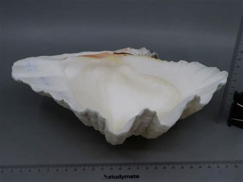 Lot Clam Shell 25cm Long