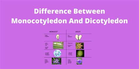 Difference Between Monocotyledon And Dicotyledon