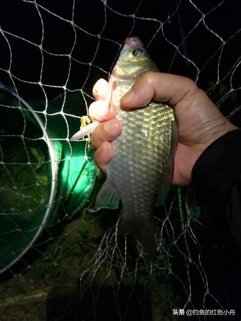 夏季大鯽魚就應該這樣釣，不會走空漁獲還少不了，不這樣釣虧大了 每日頭條