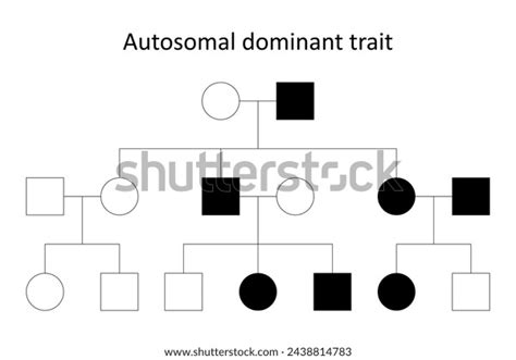 Pedigree Chart Autosomal Dominant Trait Stock Vector (Royalty Free ...