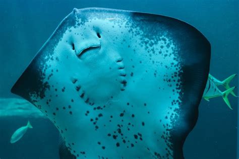 Two Oceans Aquarium Foundation | Meet the largest stingray species in…