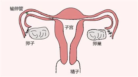 排卵正常，就能证明输卵管是通的？ 知乎