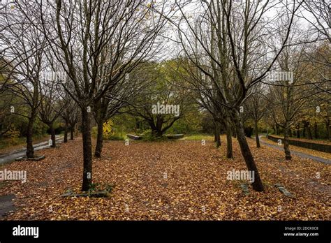 Trees Stand Among Fallen Leaves On The Disused Platforms Of