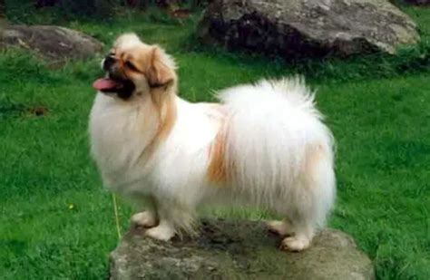 Tibetan Spaniel - Description, Energy Level, Health, Interesting Facts