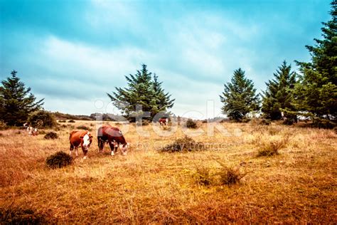 Hereford Cattle Stock Photo | Royalty-Free | FreeImages