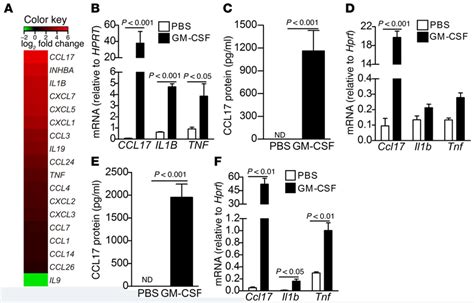 GM CSF Upregulates CCL17 Expression In Human Monocytes And In