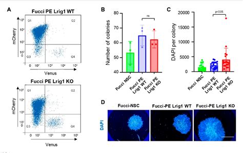 Figure From Lrig Regulates The Balance Between Proliferation And