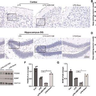 Ataxia Telangiectasia Mutated Alleviates Sepsis Induced Neuronal Injury