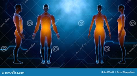 X Ray Human Male Female Body Anatomy Concept Stock Illustration Illustration Of Human