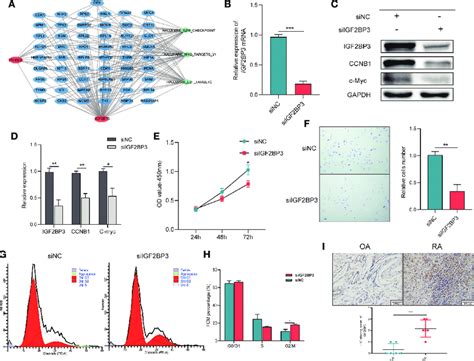 The Importance Of Igf Bp In The Viability And Cell Cycle Of Ra Flss