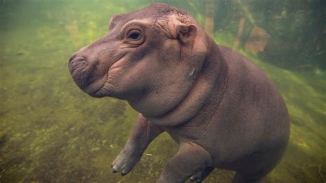 Famous hippo Fiona nears 1st birthday after up-and-down year | CTV News