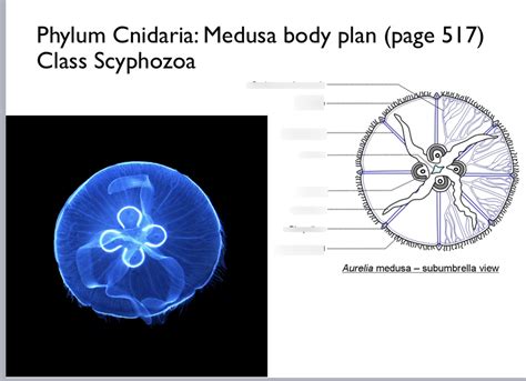 Phylum Cnidaria Medusa Aurelia Diagram Quizlet