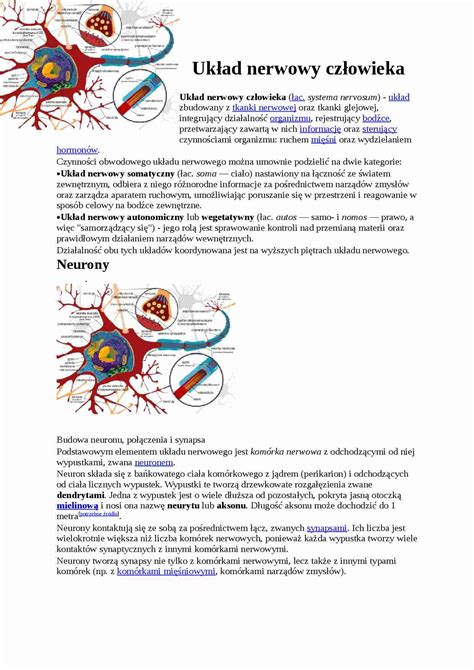 Układ nerwowy człowieka Notatek pl