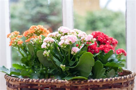 Saiba Como Cultivar Kalanchoe E Ter A Flor Da Fortuna Em Casa Confira